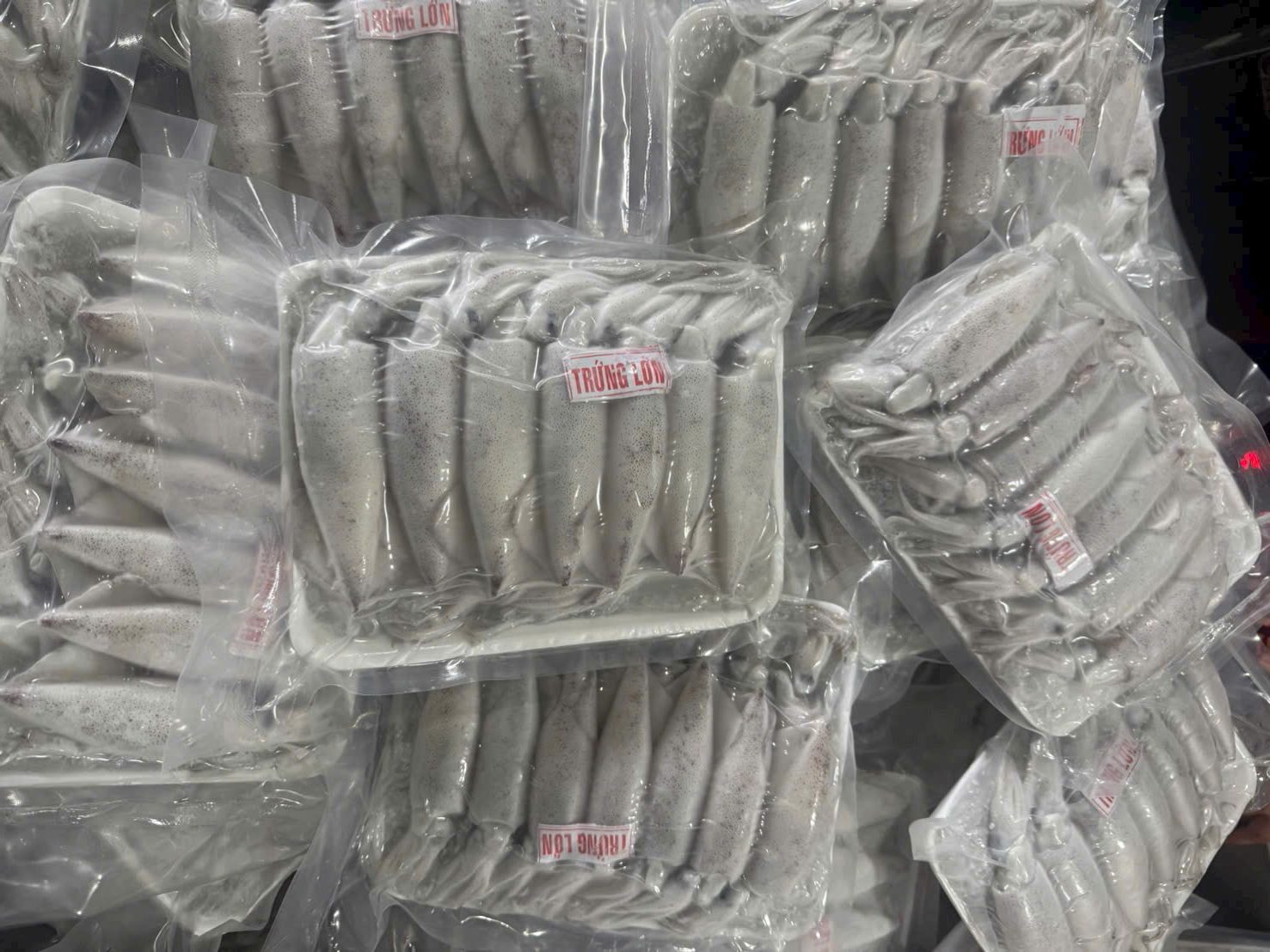 Mực Ống Trứng