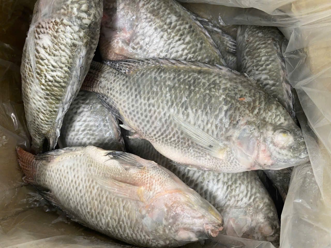 Frozen Cleaned Whole Tilapia