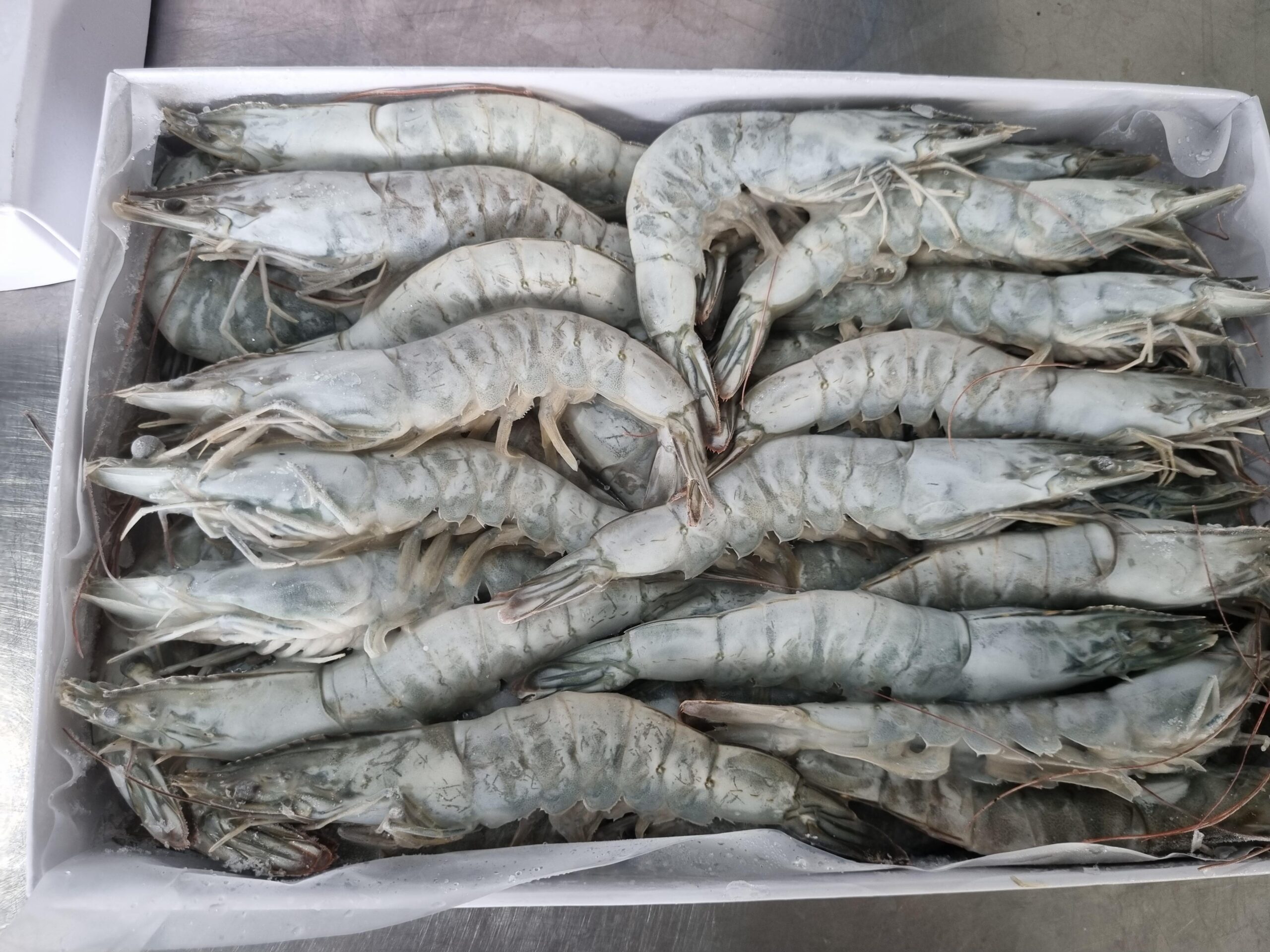 Tôm Thẻ Oxy Cấp Đông Hộp