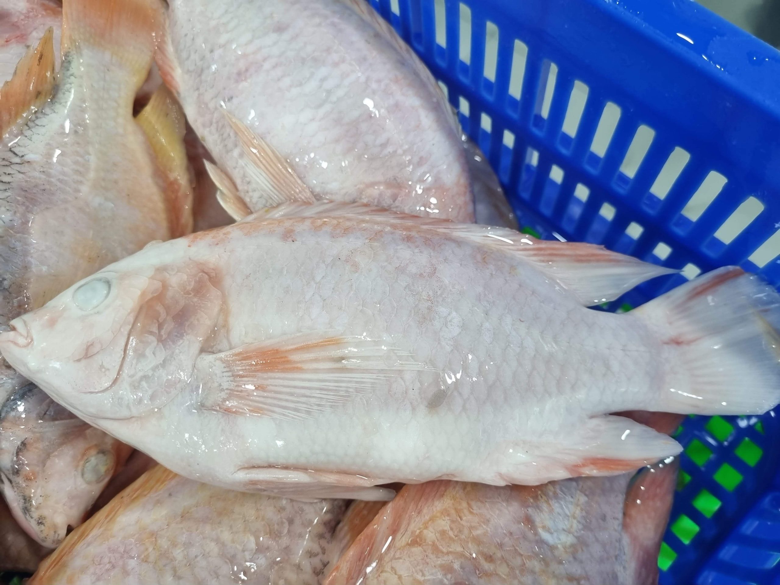 Cá Diêu Hồng