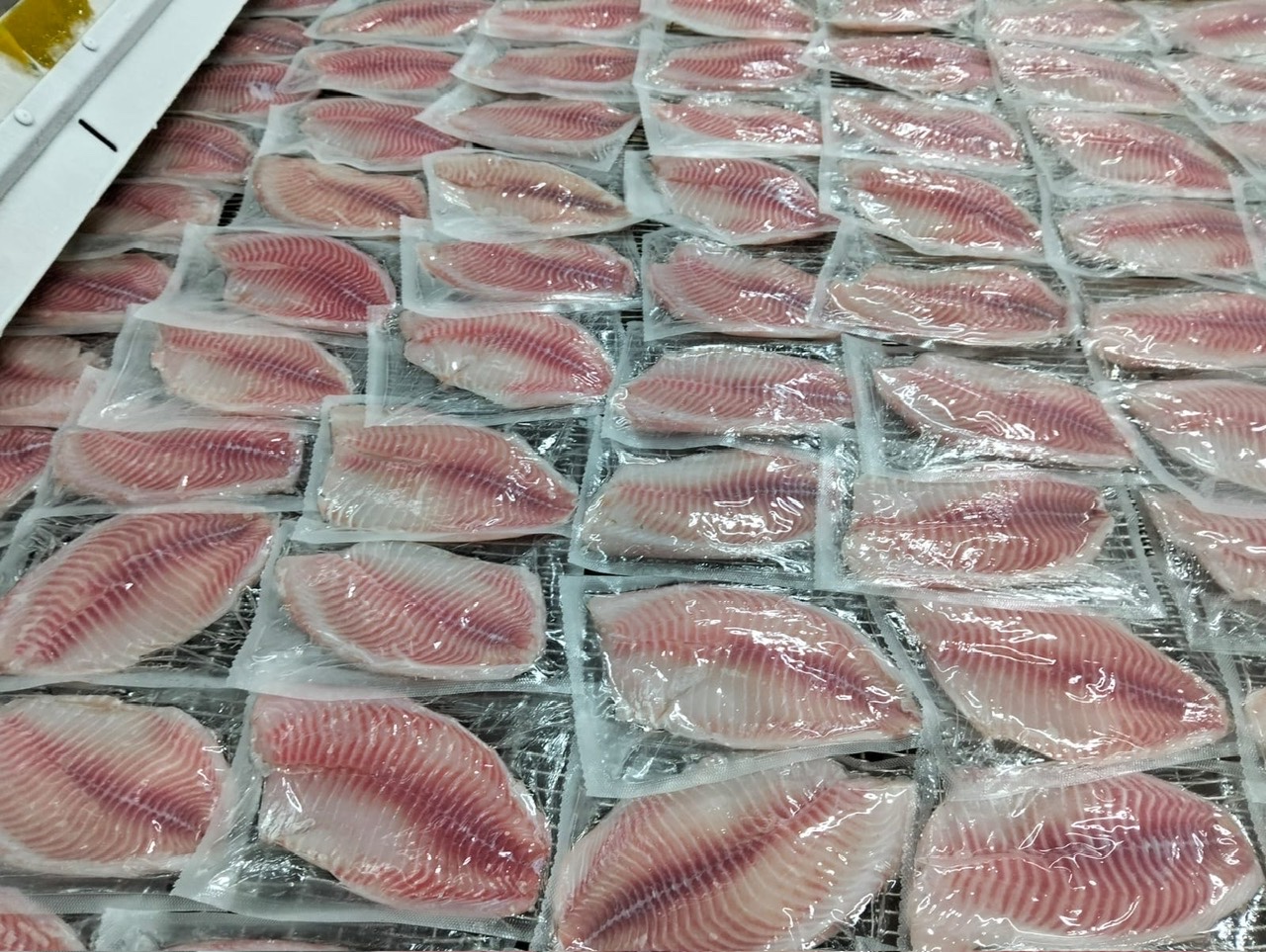 Cá Rô Phi Fillet Cấp Đông