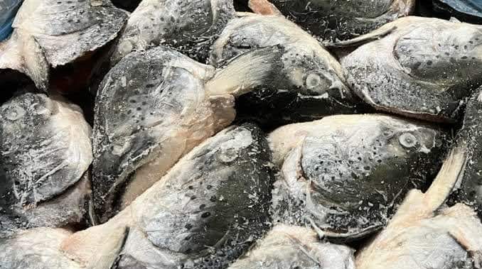 Đầu Cá Hồi